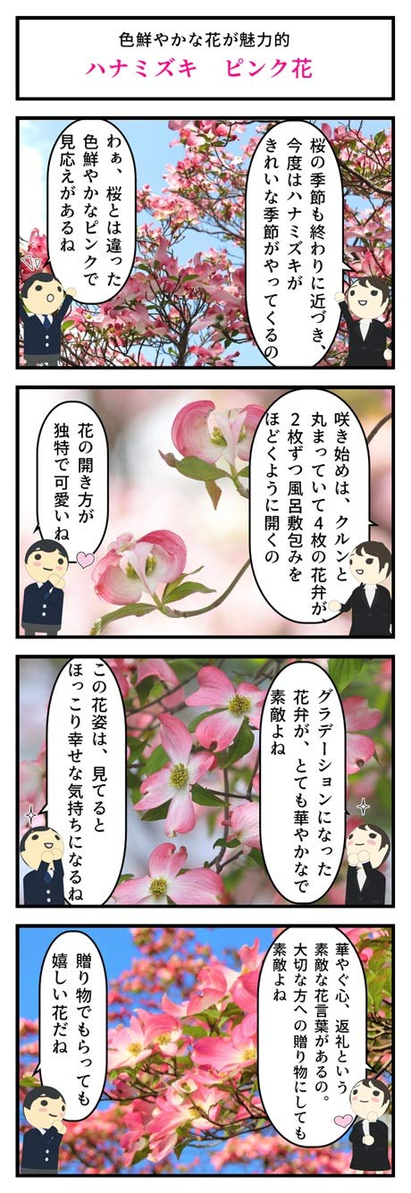 Amazon.co.jp: ハナミズキ苗赤白ピンク3色セット いろんなハナミズキが