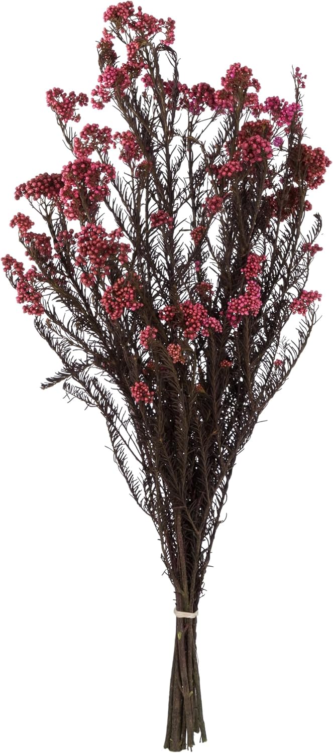 Vickerman 16-23" Pink Rice Flower. Comes in a 4.25 oz Bundle. Preserved