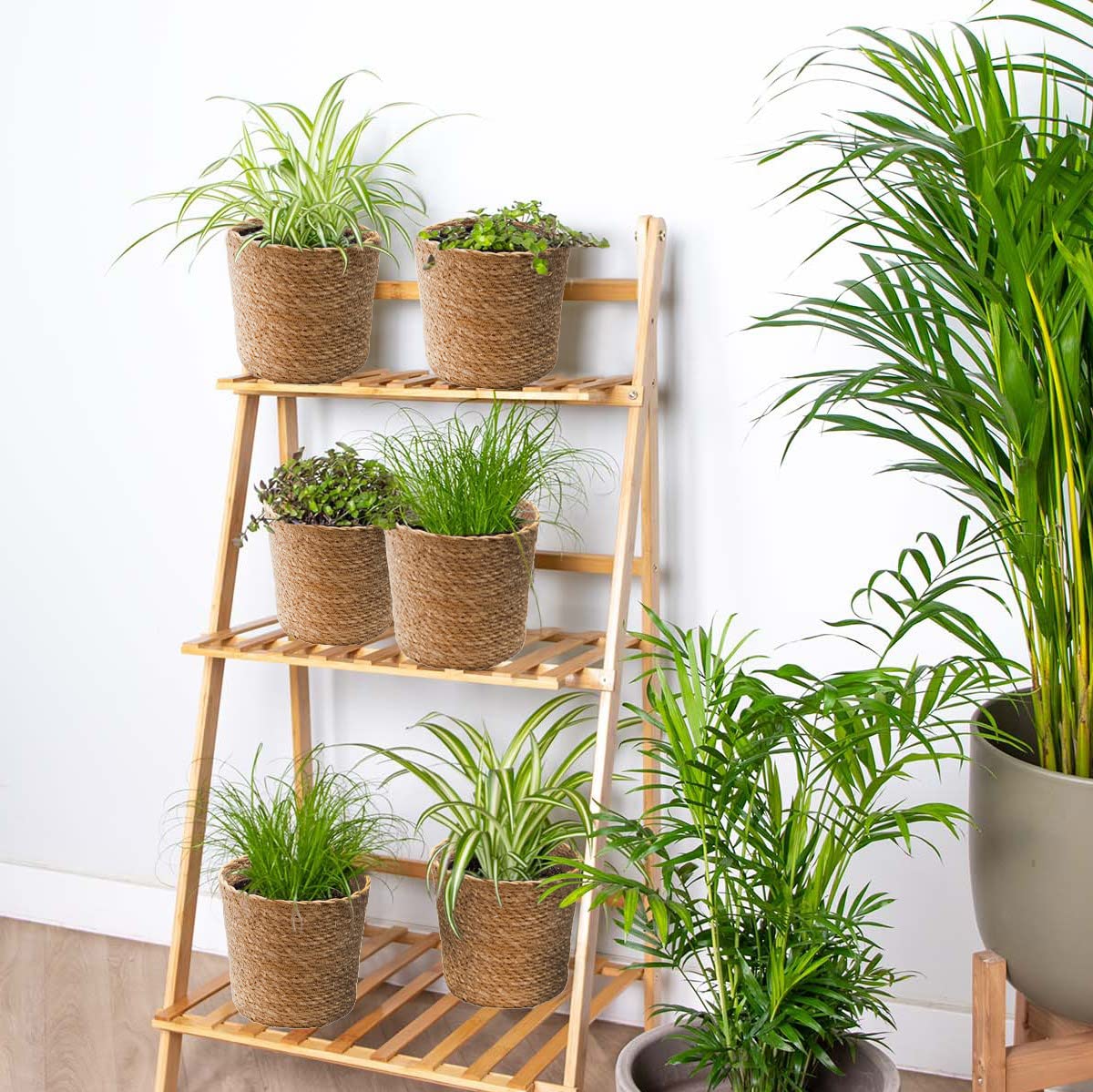 Bloomique - Lot de 6 - Plantes sans danger pour les animaux - Chlorophytum, Cyperus, Callisia - Plantes d’intérieur - Hauteur 20-30 cm - Panier en jonc de mer 12 cm