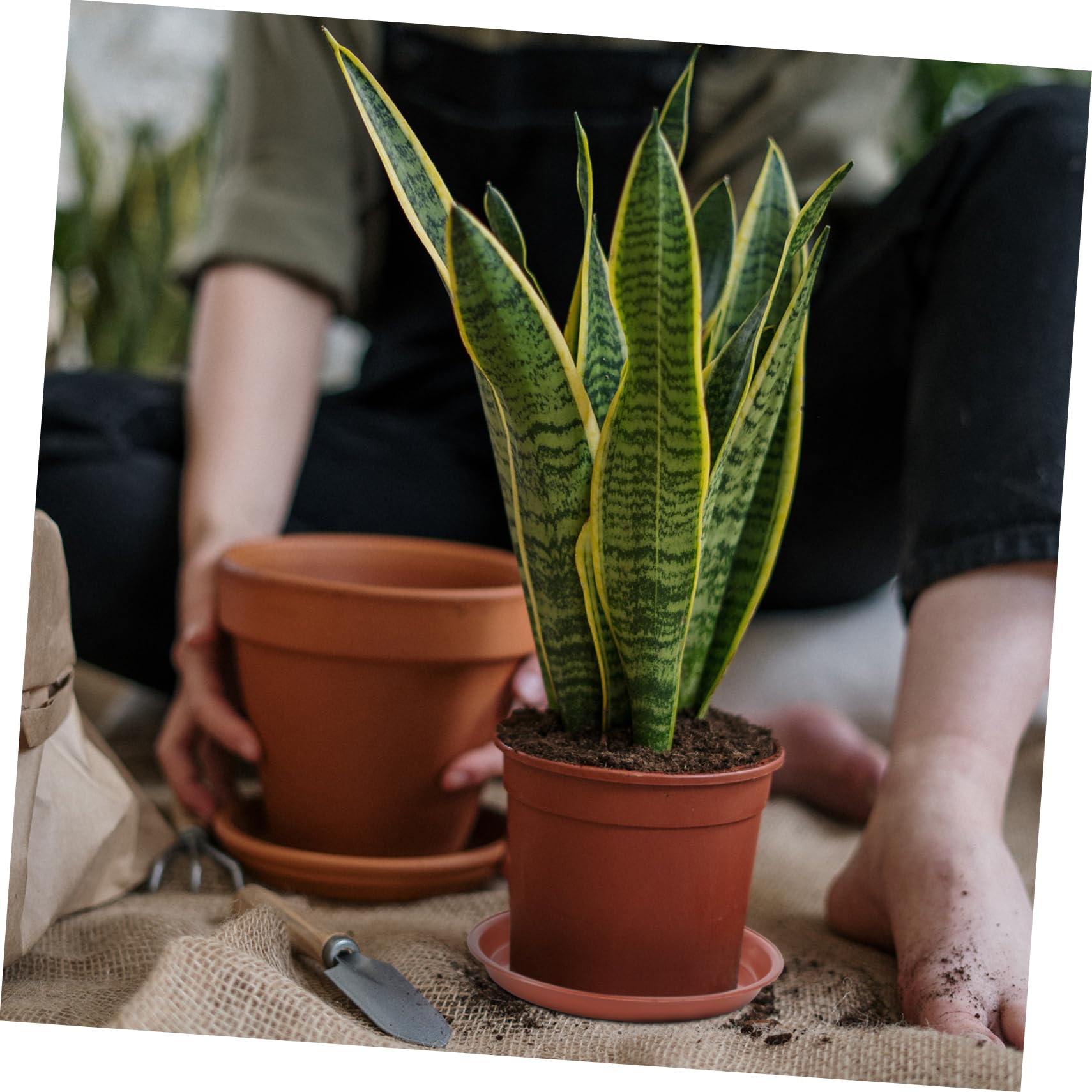 BEBEMOKO 10Pcs Red Plastic Flowerpot Drip Tray Plant Pot Saucer for Use for Protecting Surfaces and Maintaining Moisture Levels with Potted Plants