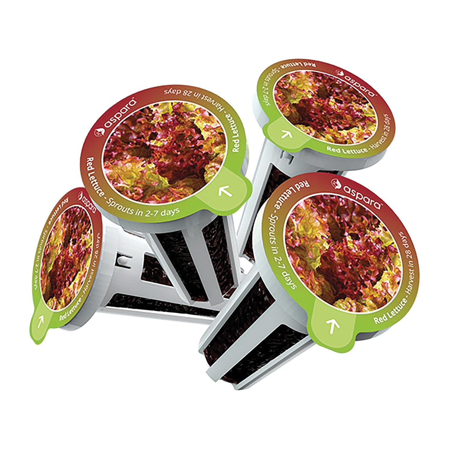 asparaC8-KLR0001 Seed kit, White