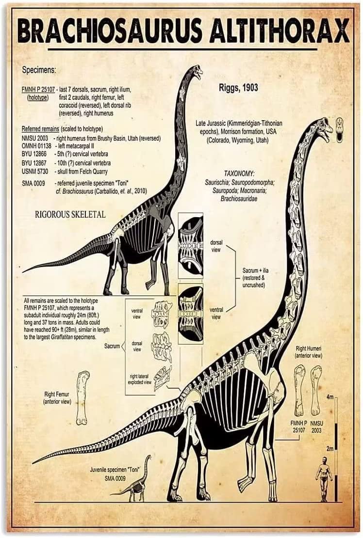 FJQWKLF Brachiosaurus Altithorax Infographic Tin Posters Dinosaur Knowledge Metal Signs Classroom Office Educational Retro Plaque Decoration Home Room Wall Decor 12x16 Inches