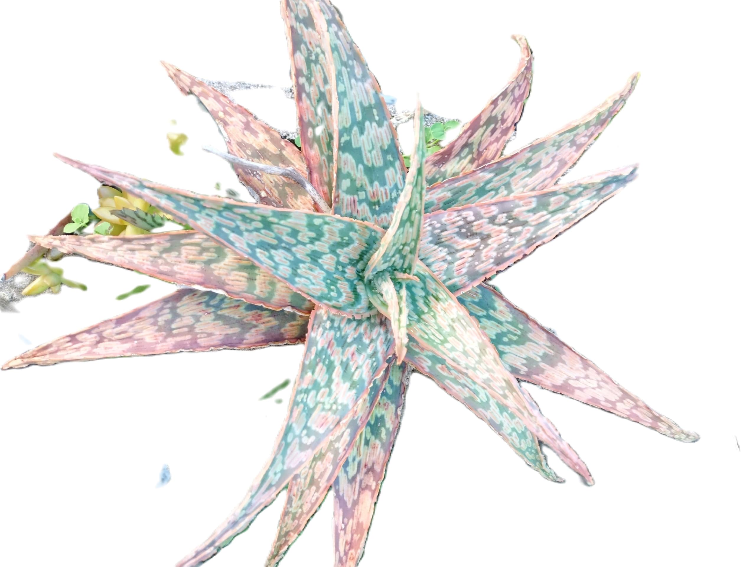 Amazon.com : Aloe 'Bright Star' ('Donnie') Rare Kelly Griffin Hybrid 6-Inch  Starter Plant : Patio, Lawn & Garden
