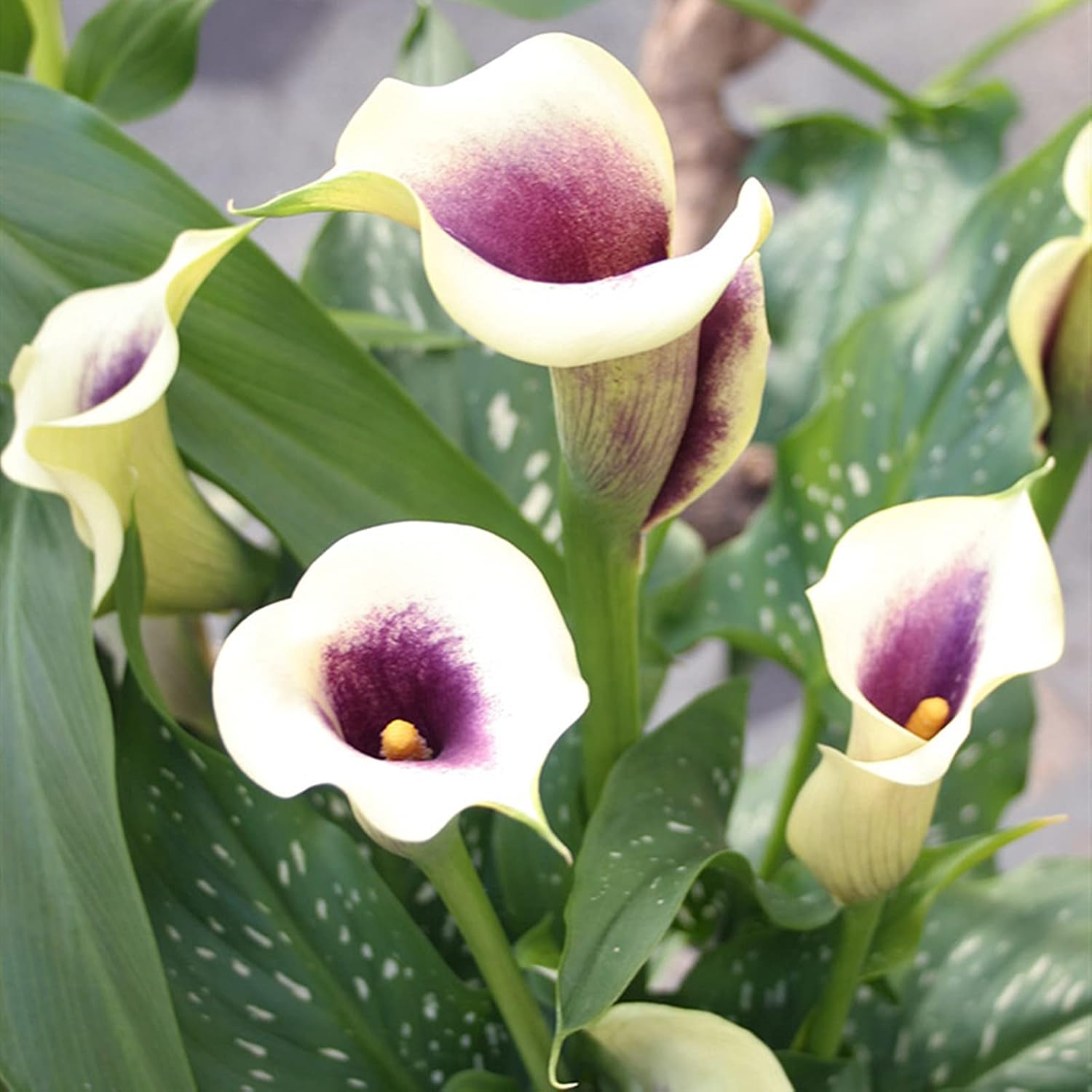 Amazon 多年生の球根 オランダカイウ球根 美しい花 オランダカイウの球根 壮大な色 消費者の間で非常に人気があります 絶妙な花びら 完璧な切り花 結婚式の花 庭の球根 適応性 12 球根 D 球根