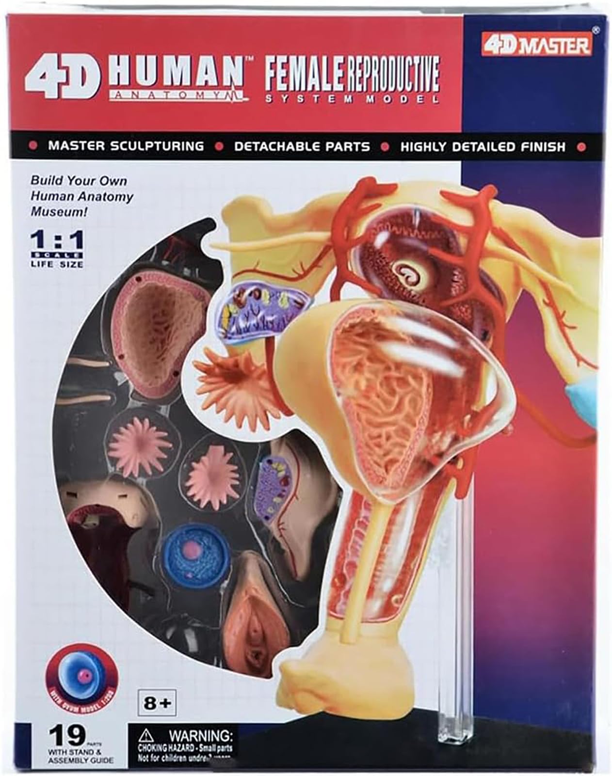 Genérico Modelo Anatómico del Sistema Reproductor Femenino 4D, Modelo Humano de Útero y Ovario, 19 Componentes Desmontables y un Soporte de Exhibición para Estudio y Enseñanza