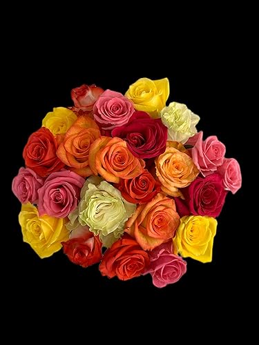 Miniatura 2 de Boyacá flowers, 100 rosas arcoíris de tallo, frescas de granja, tallo largo de 19.7 in, venta al por mayor directa de la granja, flores frescas