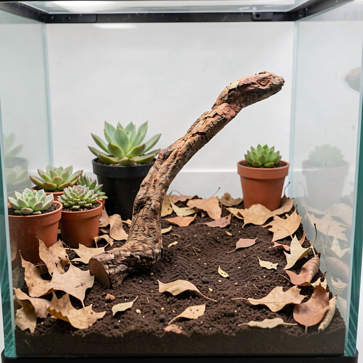 4pcs Reptile Branches for Bearded Dragons and Small Snakes Wood Decor image 5