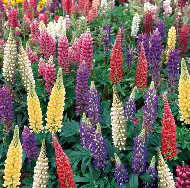Lupin Legendary Hybrids Mixed Perennial Large Garden Plug Plants Pack x6