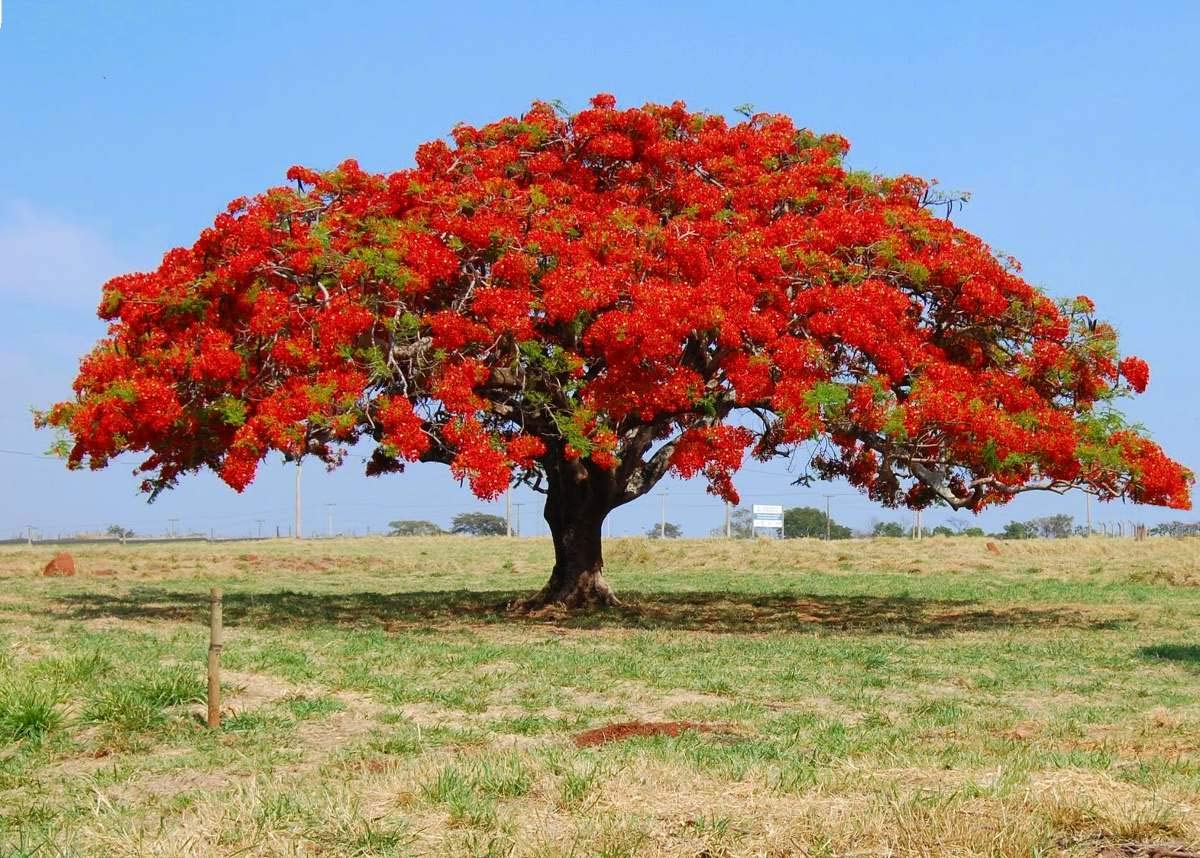 SS Naturals<>15 Royal Poinciana seeds, Gulmohar, Delonix Regia tree, Flame tree, Flamboyant Tree,Krishnachura, Kempu torai,ornamental tree, Landscaping,Fastest growing Tree (B07VC9G3LP) Amazon Price History, Amazon Price Tracker