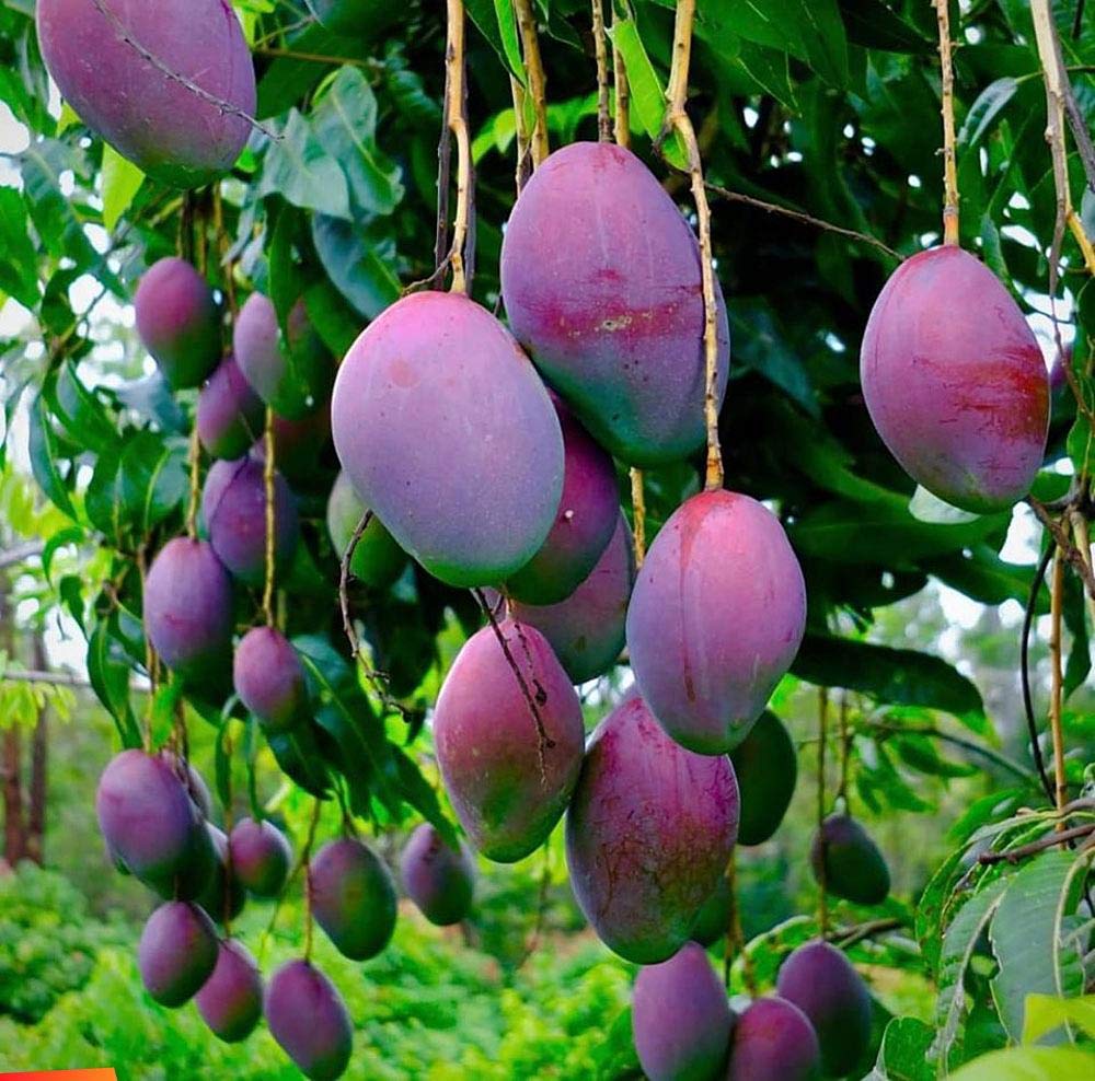 Mphmi Plants Black Mango/Mango plant Tommy Atkins - SugarFree Fruit Plants Outdoor Living Indoor Plants (B0918HF26R) Amazon Price History, Amazon Price Tracker