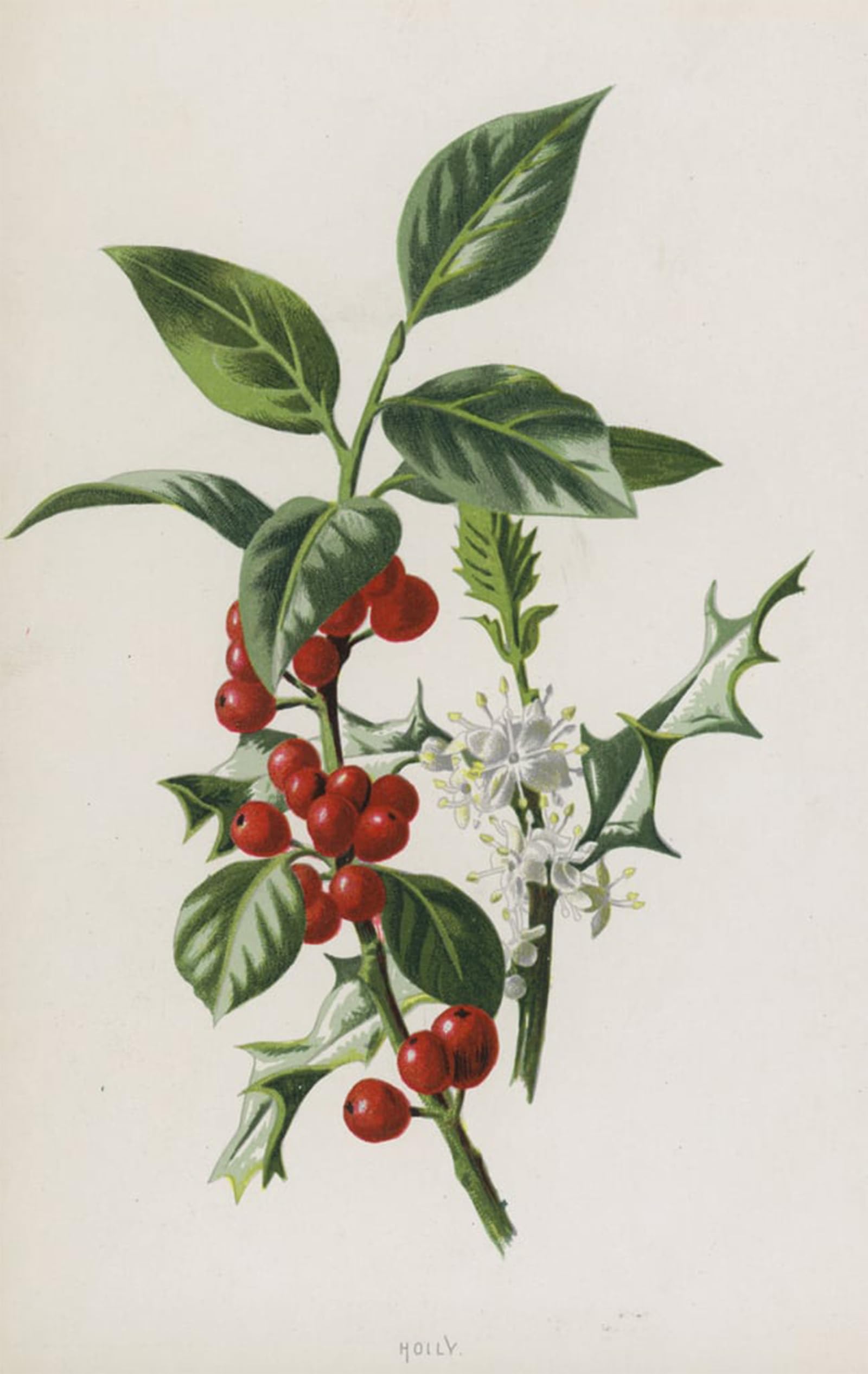 ARTXLXXBN Famous Print Painting Colorful Art Print Holly by Frederick Edward Hulme Canvas Art Decorations for Home Decor 60x90cm