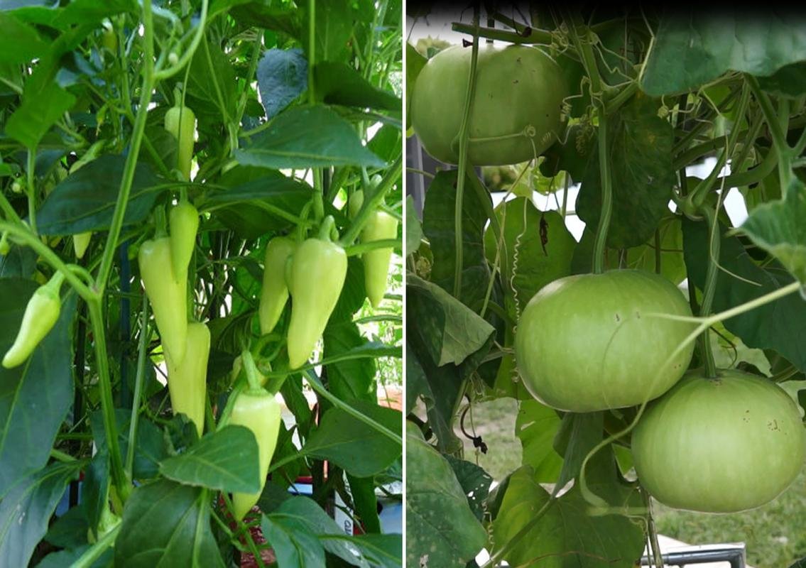 Pepper Santa FE Grande and Round Bottle Gourd Seeds (Pack of 30 Seeds Pepper Santa FE Grande + 30 Round Bottle Gourd) 60++ Seeds-image-19