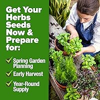 Vista 87 de HOME GROWN Más de 1000 semillas de cilantro para plantar en interiores o exteriores, hierbas tradicionales sin OMG, semillas de plantas de cilantro