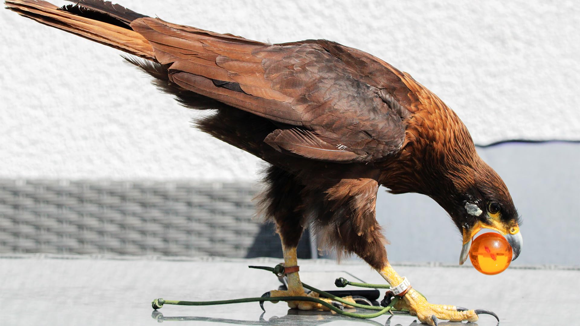 JOCHEN SCHWEIZER Geschenkgutschein: Spaziergang mit Greifvogel Pollhagen