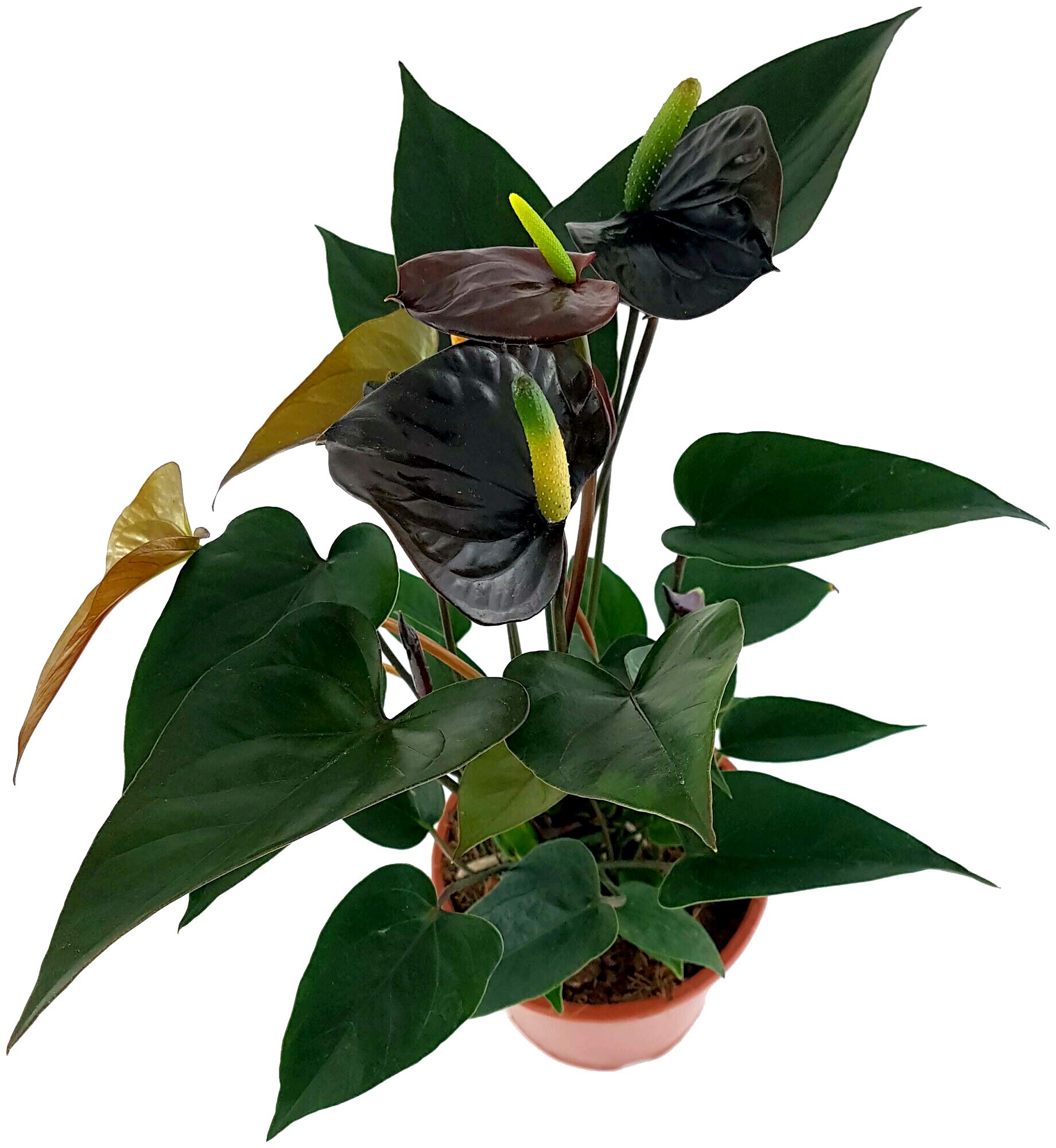 Fangblatt - Anthurium "Black Love" - Black Flamingo Flower in Diameter 12  cm Pot, Approx. 40 cm High - Extraordinary Indoor Plant with Flowers :  Amazon.de: Garden