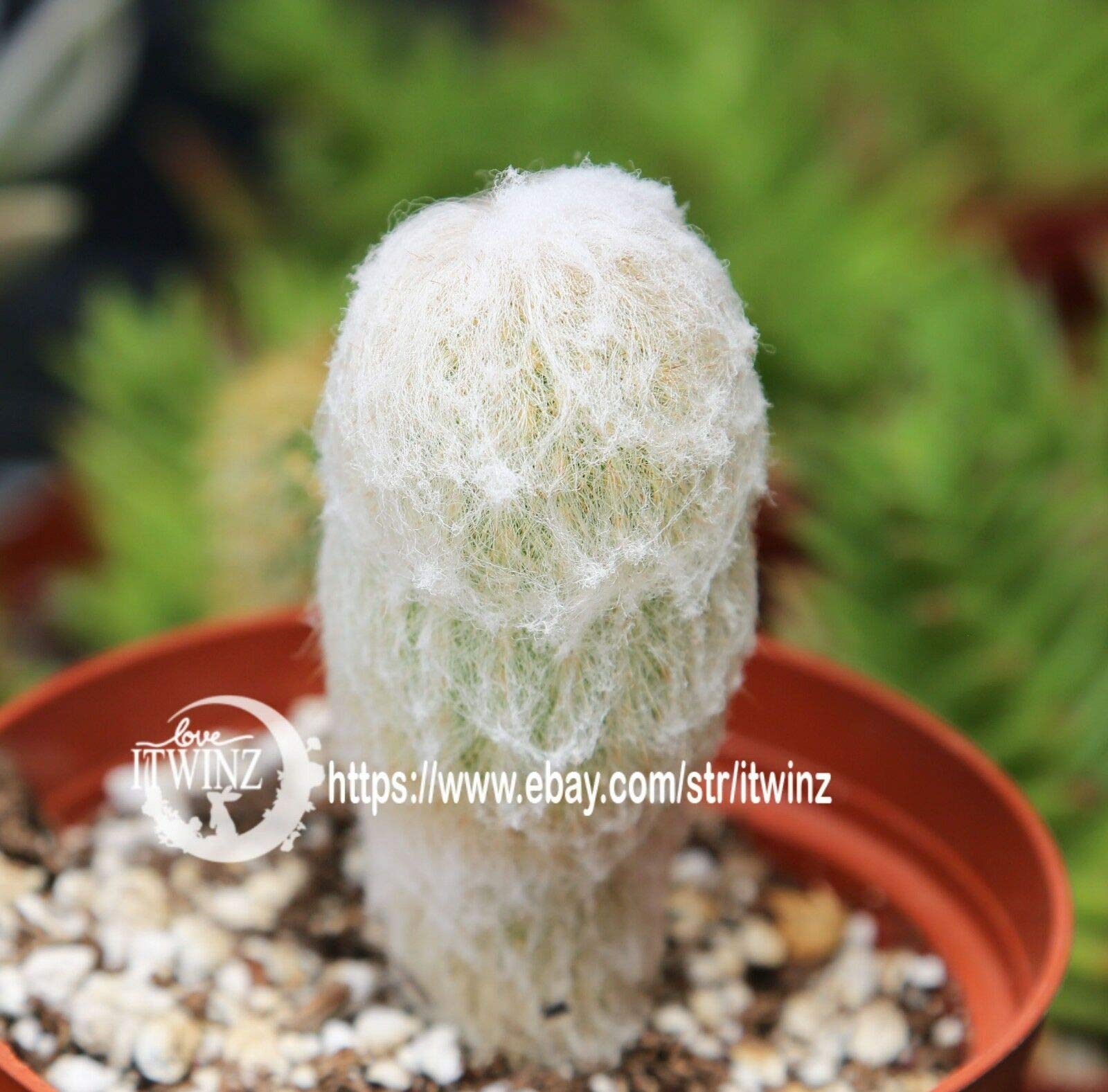 PLAT FIRM GERMINATIONSAMEN: Alter Kaktus Cephalocereus senilis verwurzelte  haarige seltene Succulent des Kaktus : Amazon.de: Sonstiges