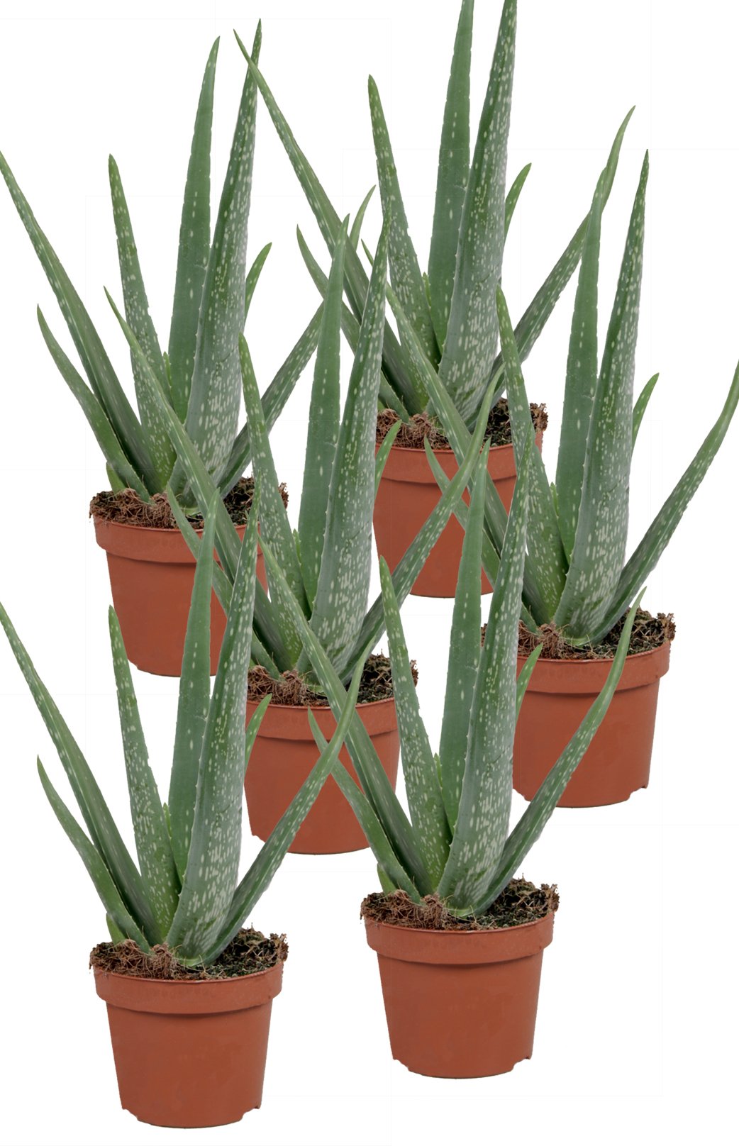 Echte Aloe Vera - im 12cm Topf - ca. 30-40cm hoch (6er Set) : Amazon.de:  Garten