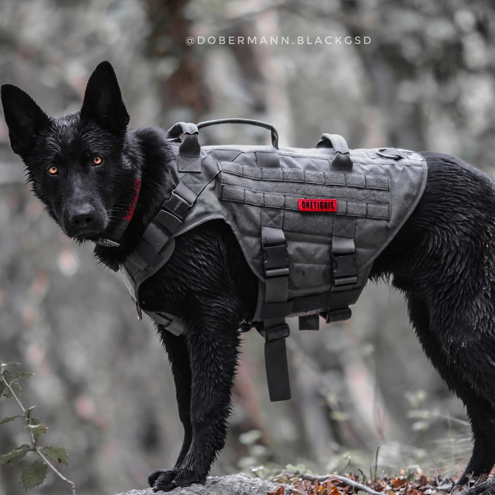 OneTigris Arnés para perros, X DESTROYER Tactical Harness Dog 3 Manijas Heavy Duty Dog Carpa con Hebillas de Metal, Arnés de seguridad ajustable para perros medianos - Gris M