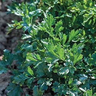 Herb Parsley Titan is a Flat-leaved Parsley, Hardy Biennial is a Compact Weather Resistant Plant with Neat, Upright Growth by Thompson and Morgan