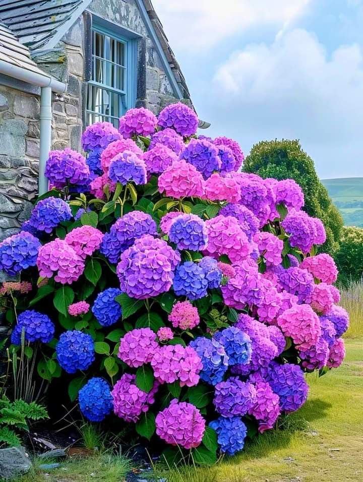 Hydrangea Imported Flower Seeds For Your Home Gardening | Pack of 70 to 80 seeds (PURPLE WITH VIOLET)