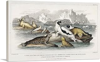 ARTCANVAS Harp Common Fur Seal Walrus Sea Horse Canvas Art Print Stretched Framed Painting Picture Poster Giclee Wall Decor by Oliver Goldsmith - 26" x 18" (0.75" Deep)