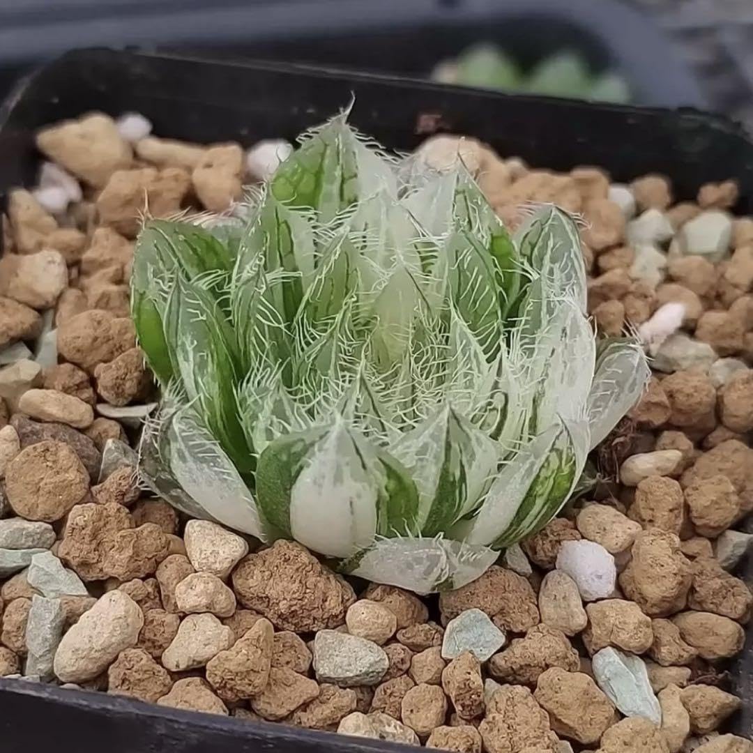 Amazon.co.jp: 多肉植物 ハオルチア 原始毛オブツーサ錦 糊斑 ホビー