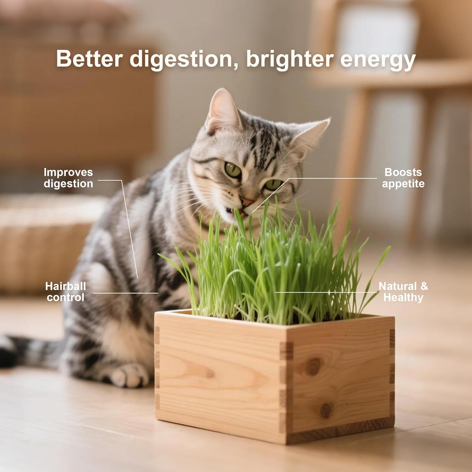 5 Indoor Flower Growing Kit with Cat Grass Kit