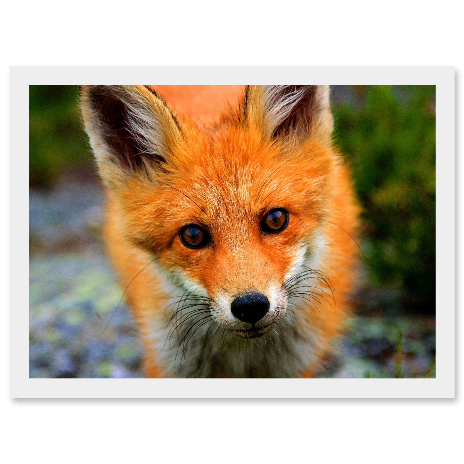 Artery8 Baby Red Fox Portrait Woodland A4 Artwork Framed Wall Art Print