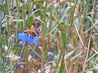 Review Image by Joe Joe