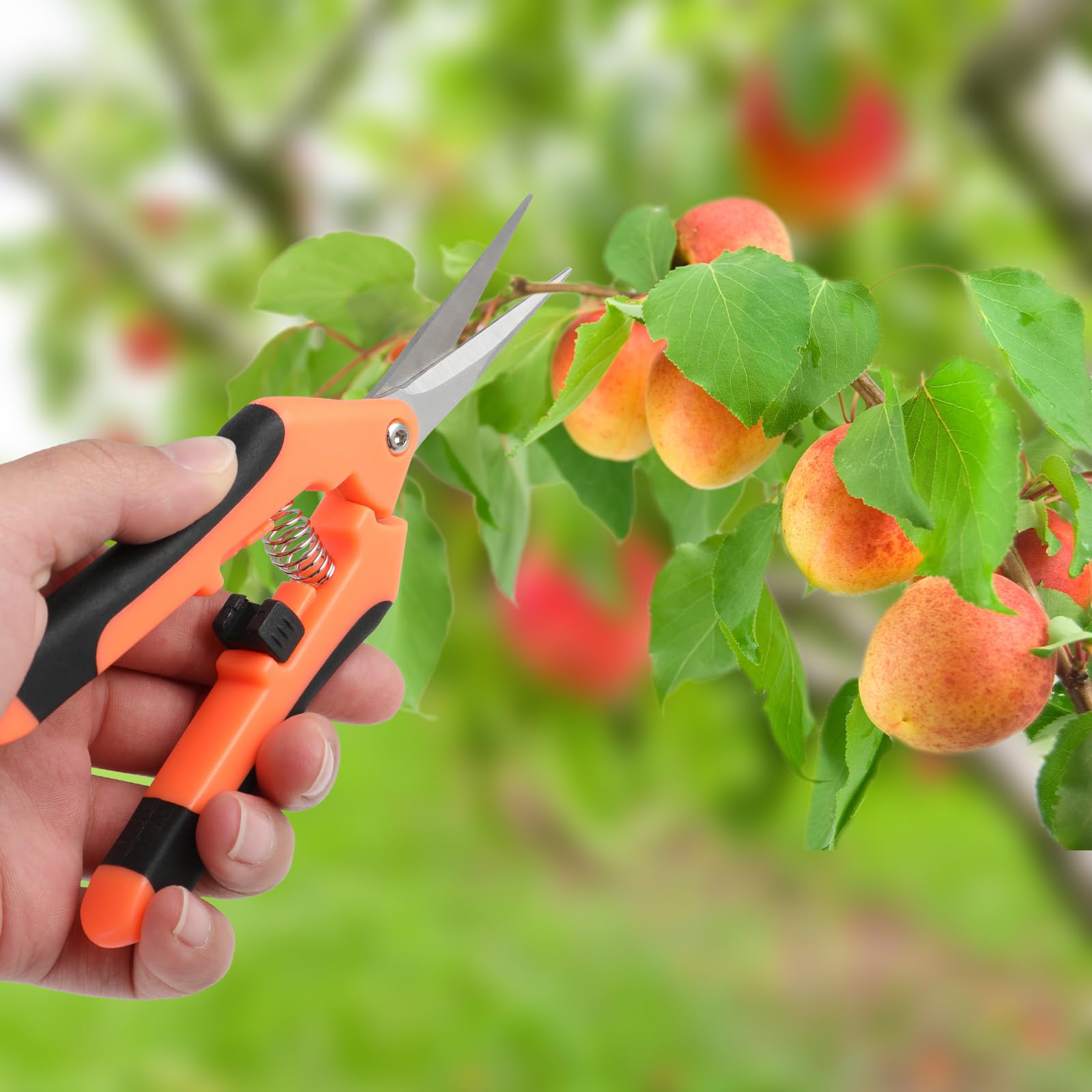 Piccole Forbici Potatura - Forbici Giardinaggio - Professionali Forbice Cesoie con manico ergonomico,ideali per potare bonsai,piante,fiori e raccogliere frutta e verdura(Arancione)