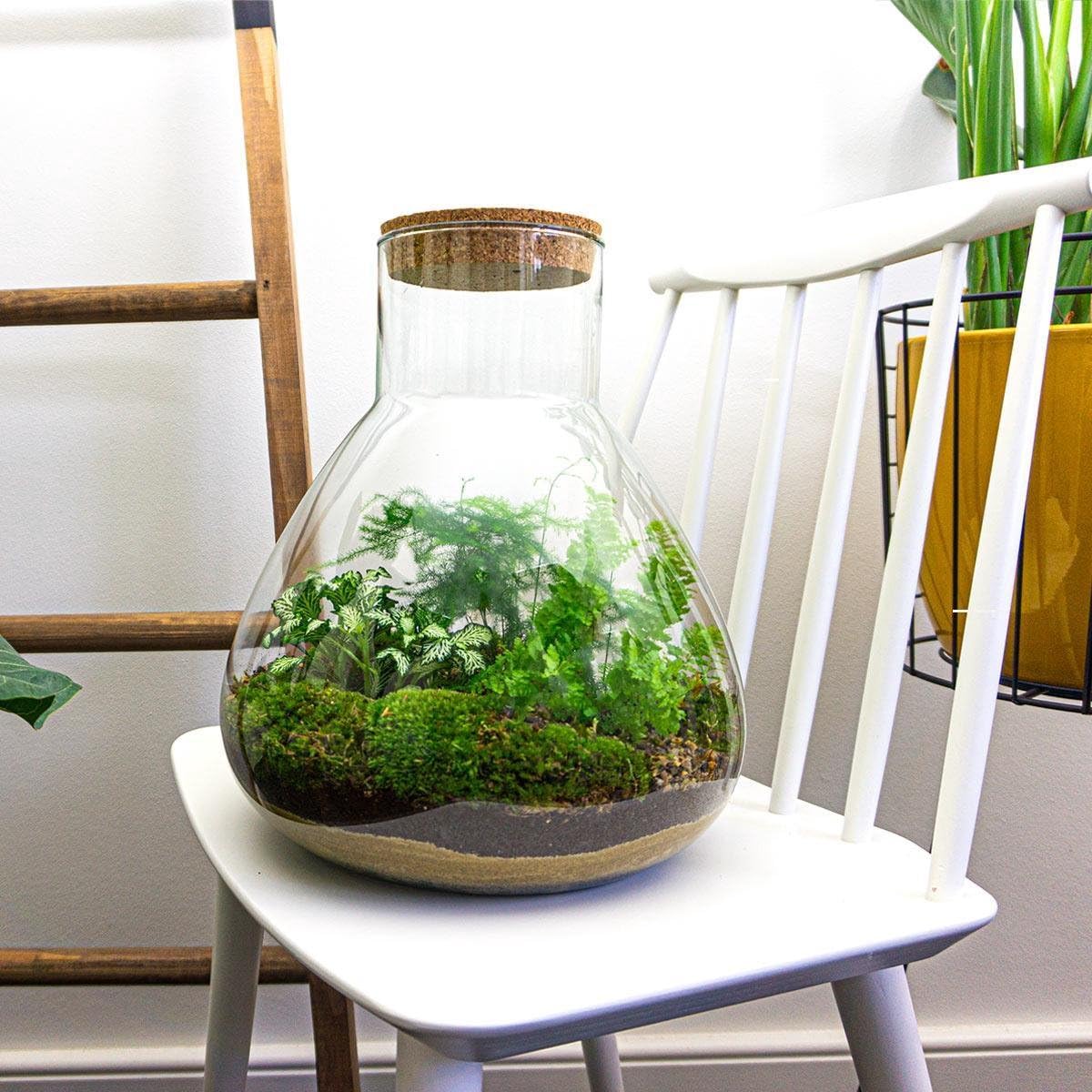Kit DIY Terrarium • Sam XL • Écosystème avec Plantes • ↑ 35 cm