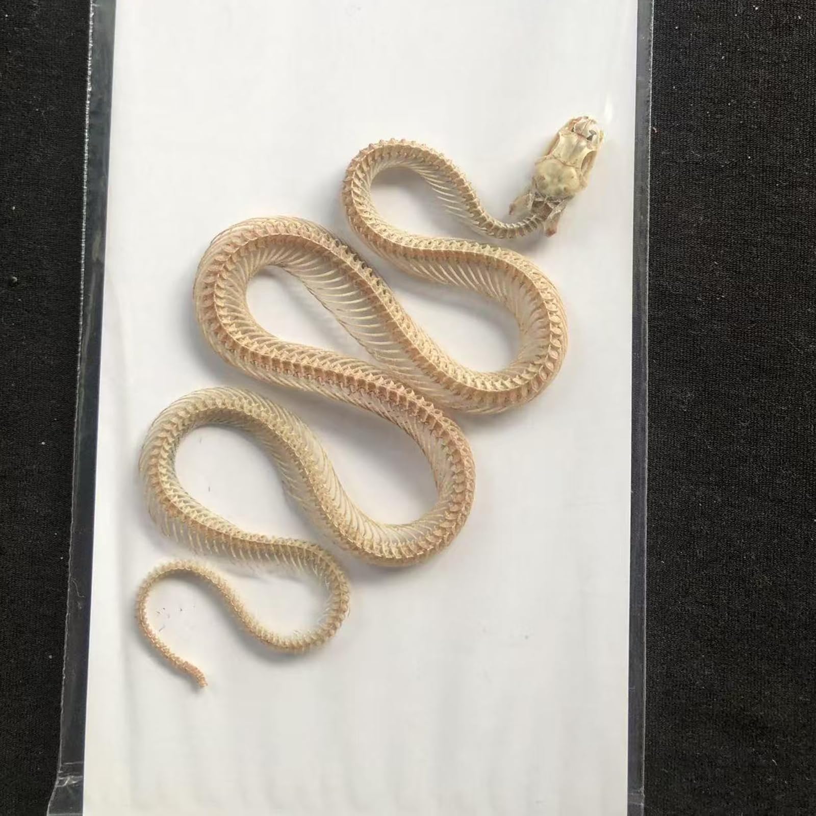 Modello di Scheletro di Serpente - tassidermia Vero Esemplare di Scheletro di Serpente - Forniture per tassidermia per l'educazione scientifica, Regali di Natale, Regalo Speciale
