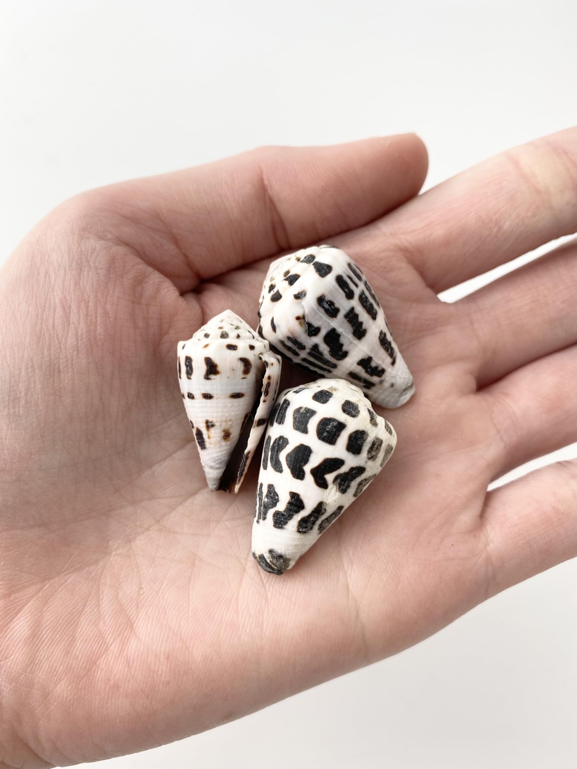 貝殻 Maurea Muriellae