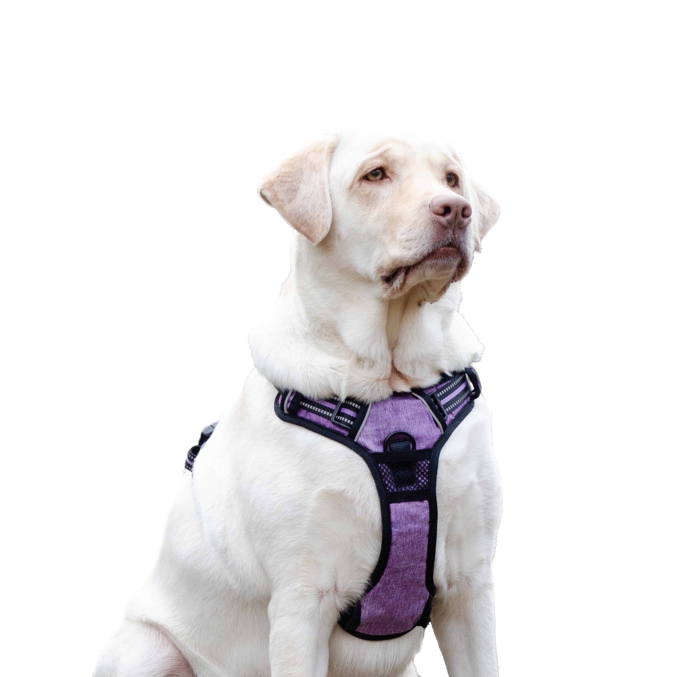 Ferplast Pettorina Cane Taglia Grande, 2 Ganci per Massimo Controllo, Anti Tiro, Pettorina Cane Regolabile, Riflettente, Traspirante, Imbracatura Cani ideale per Addestramento L, Viola