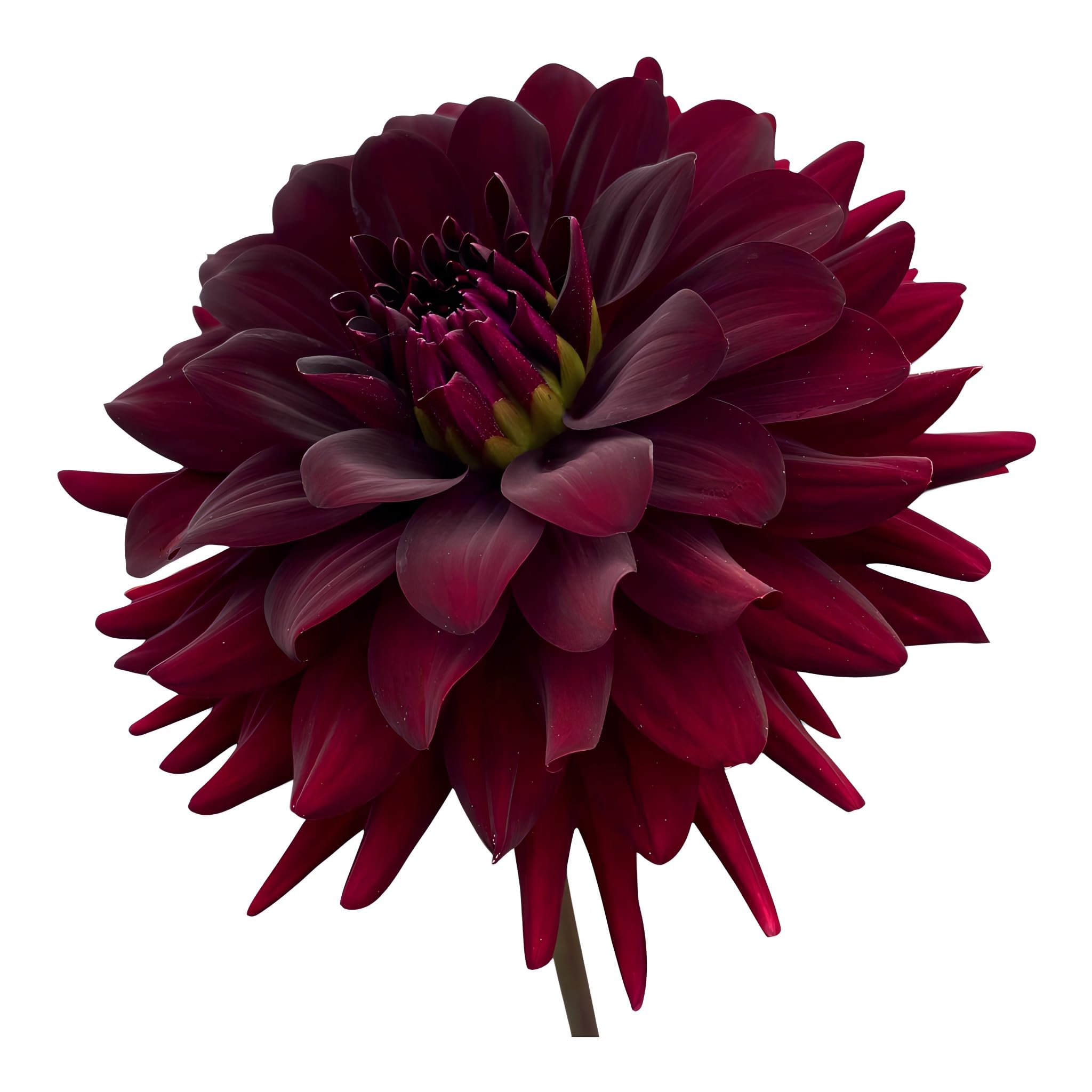 Amazon.co.jp: ダリア 球根 黒蝶 こくちょう 2球 花農家 正規品 中大輪