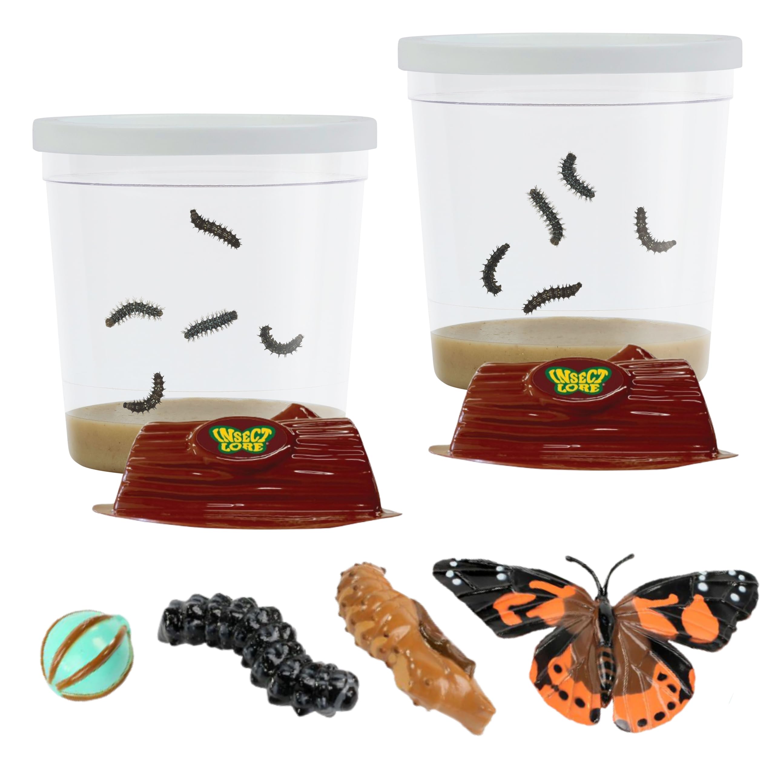 HC-1 Heartfelt Butterfly Medley コレクション Insect Lore Two Cups of Live Caterpillars with Butterfly Life