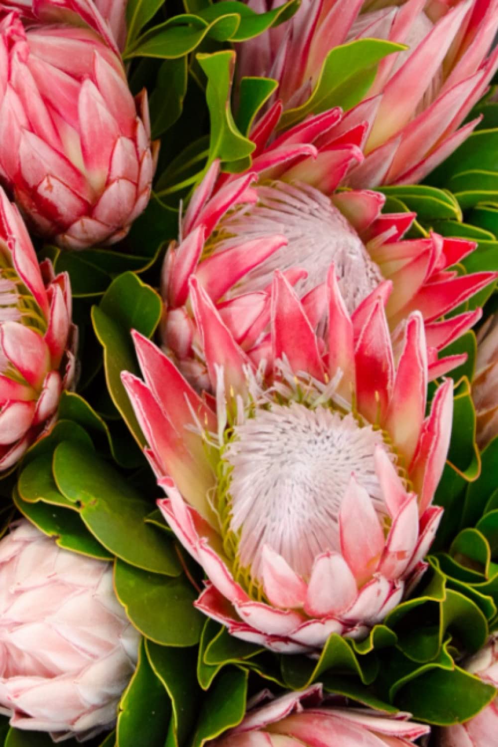 South Africa Protea: Notebook