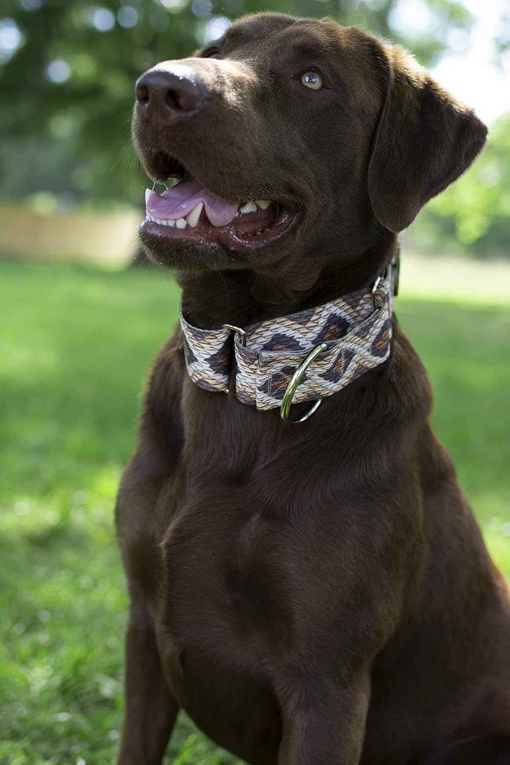 Country Brook Design - Rattlesnake Polyester Webbing