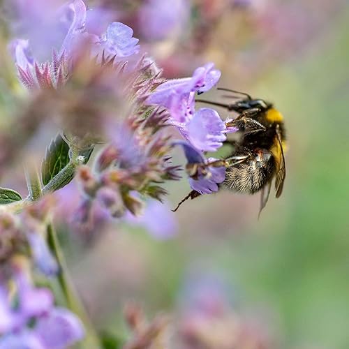 Miniatura 2 de Eden Brothers Semillas de menta