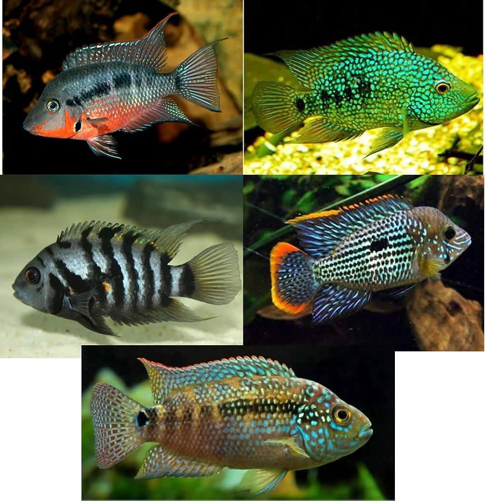 Amazon.com : Family of (5) Live Cichlids 1-2