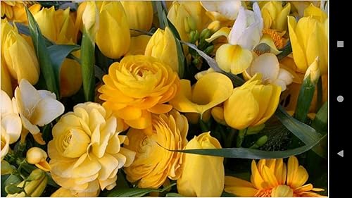 1023 Flowers Wallpapers