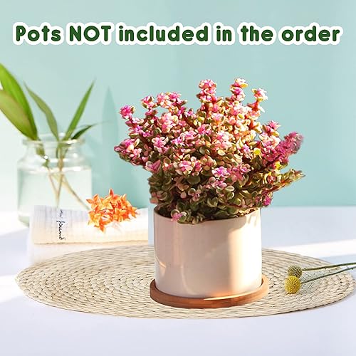 Miniatura 4 de 4 bandejas de goteo de bambú para plantas, macetas redondas, para interiores, planta, palet, suculentas, cactus (4.7 pulgadas)