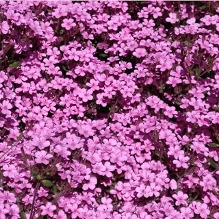 3 x Rock Soapwort, Saponaria Ocymoides, Plug Plants, Pink, Bee and Wildlife Friendly, Cottage Garden