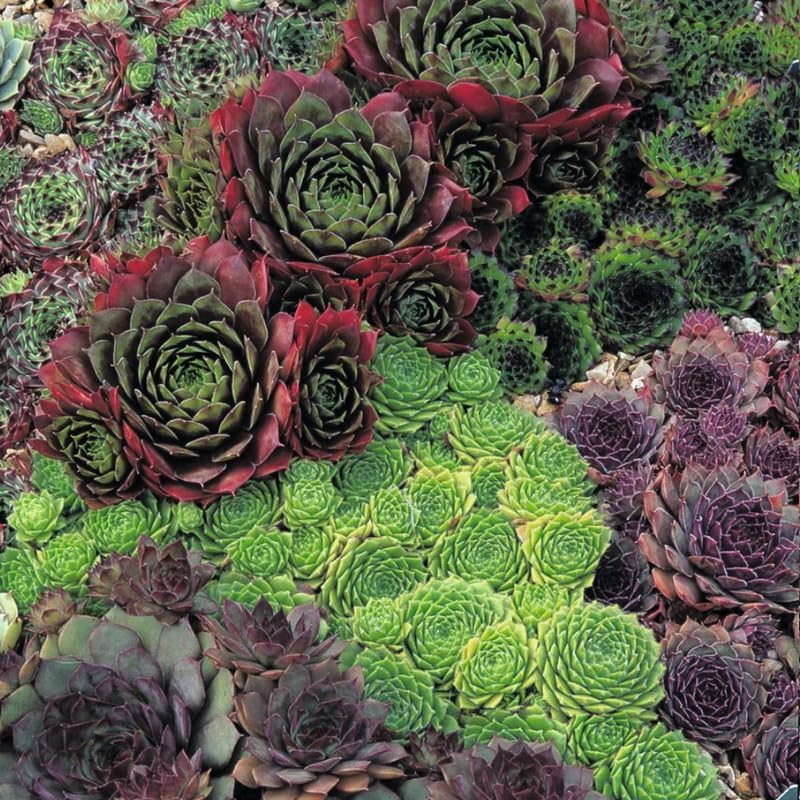3 Hens and Chicks Succulent Plants Live Outdoor Indoor 2 Inch Pot, Hens & Chicks Plant Live Houseplant, 3 Different Plants
