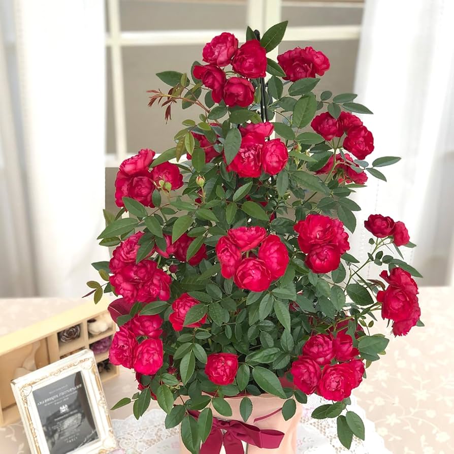 薔薇色の明日 Amazon.co.jp: 薔薇色の明日: Music