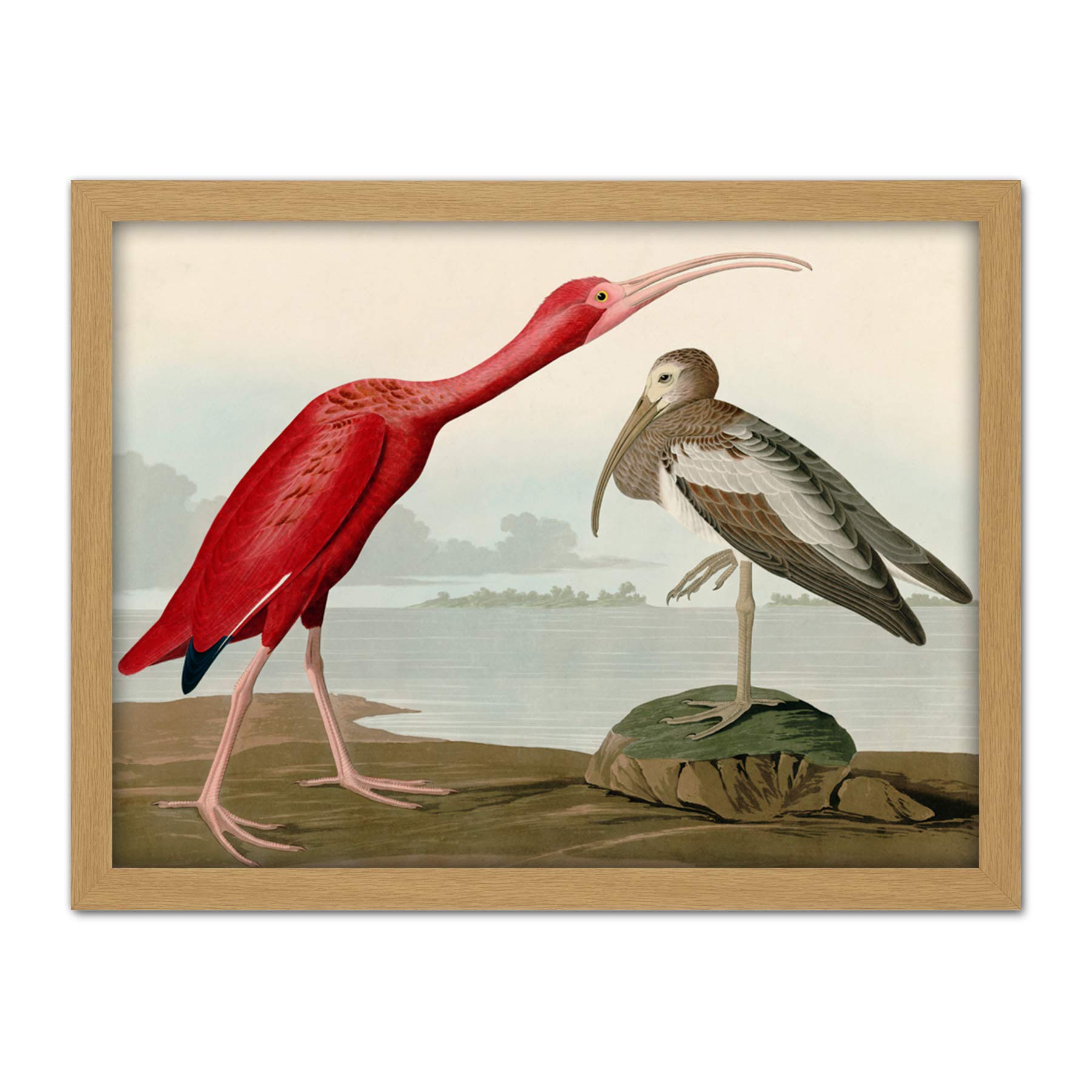 Artery8 Audubon Birds Scarlet Ibis Painting Artwork Framed Wall Art Print 18X24 Inch