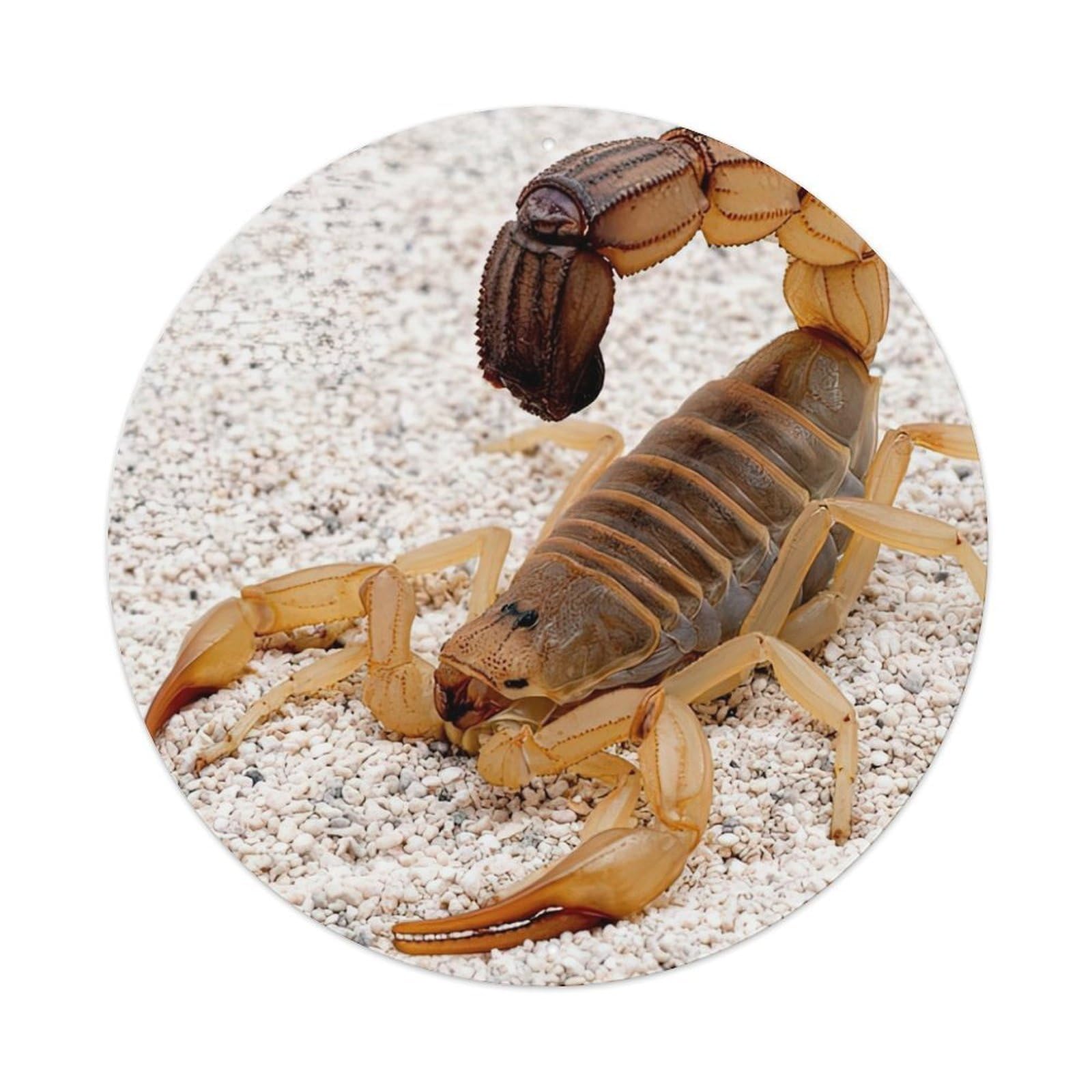 Wildlife Dangerous Fattail Scorpion Fierce Venomous Sting Animal Metal Tin Sign Plaque Wall Decor for Cafe, Man Cave, Club Bar, Office, Home Garden Round Metal Poster 8x8Inch
