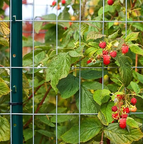 Miniatura 6 de VASGOR Poste de cerca de metal resistente de 6 pies poste en U de jardín para valla paquete de 10