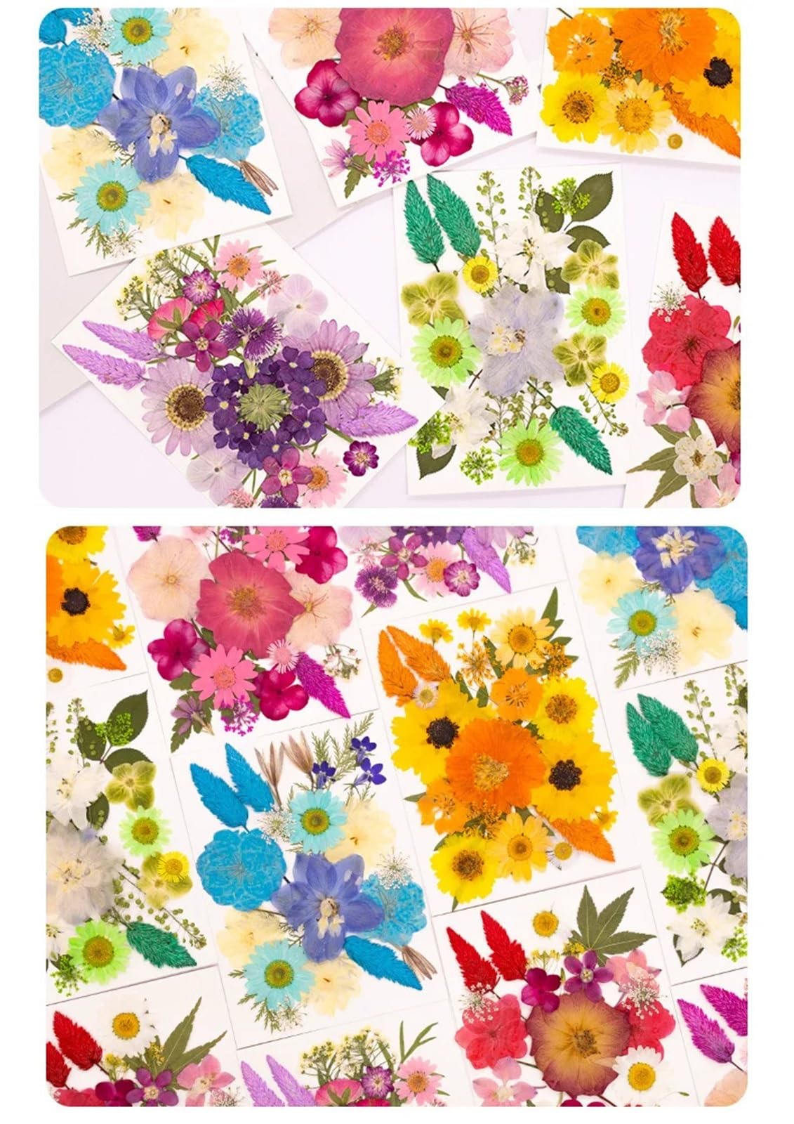 Fiori Pressati ed Essiccati 2 pezzi di fiori pressati misti