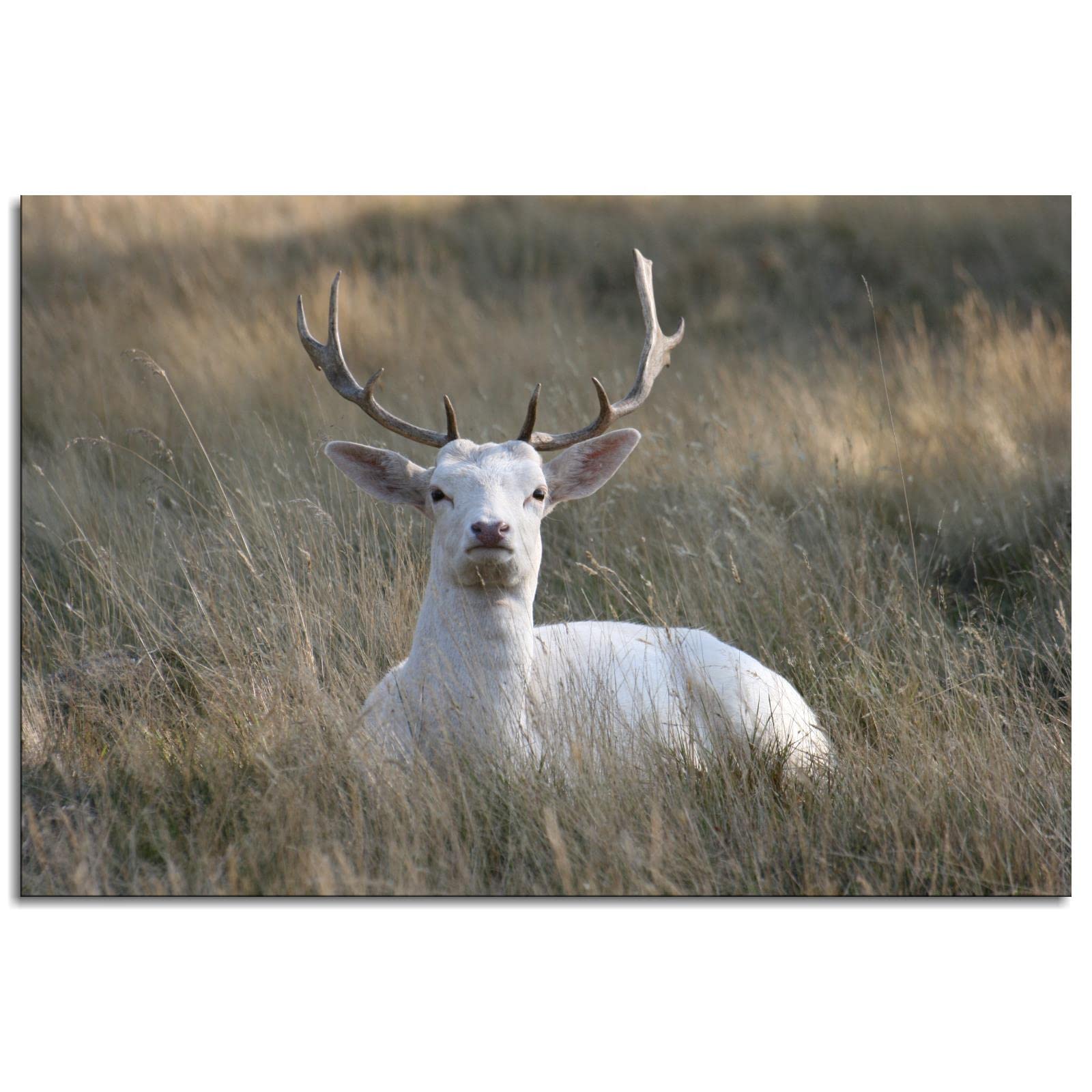 GenericMajestic White Stag Sitting Animal Photo Picture Poster Print Art 112401 Canvas Prints Poster Wall Art For Home Office Decorations Unframed 36"x24"